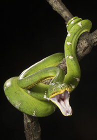snake